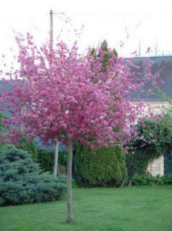 Le Clos de la Chapelle - Gîte Les Magnolias Exterior foto